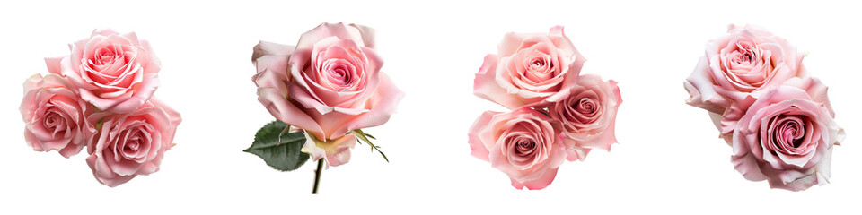 Arrangement of beautiful pastel pink roses on a transparent background Generative AI