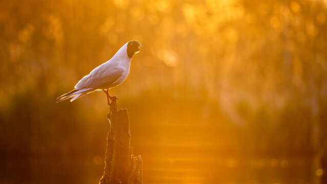 black headed gull