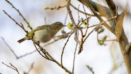 Common Chiffchaff