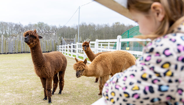 young girl watching a lamas
