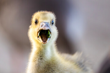 baby duck 