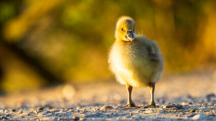 baby duck in the sand