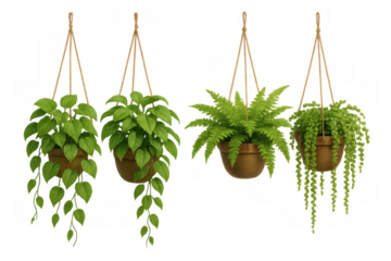 Hanging potted plants set with ferns and various green foliage creating natural home decor elements on transparent background