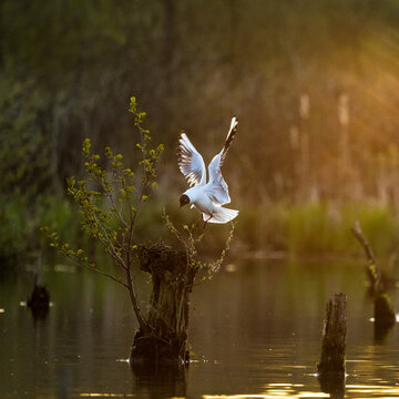 bird in flight
