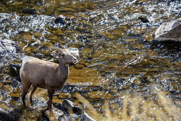Wild Bighorn Sheep in the Waterton Canyon, Rocky Mountains, in Littleton, Colorado