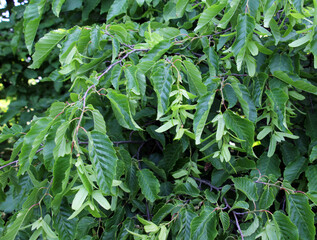 Seeds ripen on a branch of a hornbeam tree (Carpinus betulus)