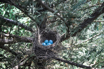 Close-up of a bird’s nest with several blue eggs among the branches of a coniferous tree. A natural wildlife scene symbolizing life, spring, birth, and care. The background is filled with greenery and