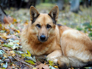 A shepherd-like dog lies on autumn leaves in a park