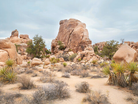 Joshua Tree National Park near Twentynine Palms during a summer season in California, USA