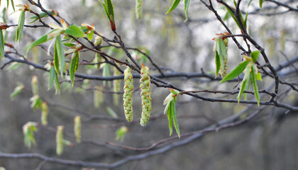 Flowers on a hornbeam branch