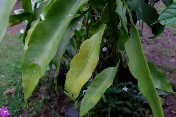 Close-up of Wijayakusuma or Epiphyllum oxypetalum leaves after rainfall, showing smooth, glossy green surfaces with fresh water droplets