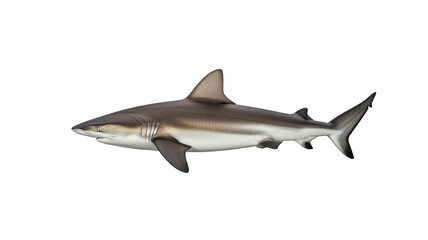 Beach safety advisory graphic for coastal municipalities or surf schools about shark awareness and swimming rules used for lifeguard posters and public signage