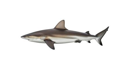 Beach safety advisory graphic for coastal municipalities or surf schools about shark awareness and swimming rules used for lifeguard posters and public signage