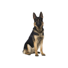 German Shepherd Dog Sitting. Loyal And Intelligent Canine Companion. Isolated On Transparent Background