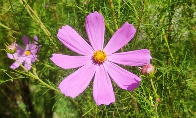 Fototapeta premium Cosmos is a genus, with the same common name of cosmos, consisting of flowering plants in the daisy family.