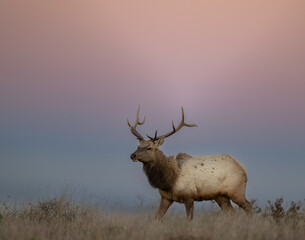 Tule Elk (Cervus canadensis nannodes)in morning glow, grasslands of the Point Reyes peninsula and the Olema Valley, as well as other grasslands within Marin County