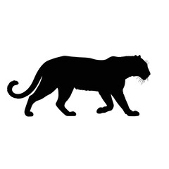 Black silhouette of a walking tiger on a white background  