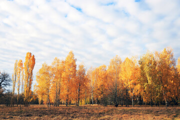 Colorful autumn forest under the cloudy sky