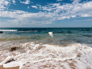 Beach with a white heron flying over ocean