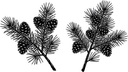 Detailed Hand-Drawn Pine Branches with Cones, Botanical Forest Illustration for Nature Education, Vintage Style Coniferous Tree Anatomy Vector Art