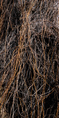 A vertical shot of densely intertwined dry vine branches. The chaotic background of yellow and gray shoots creates texture and depth.