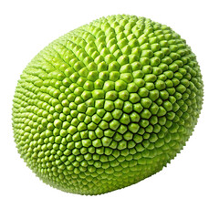 Close Up of a Ripe Green Jackfruit with Textured Spiky Skin on Black Background tropical exotic isolated on a transparent background