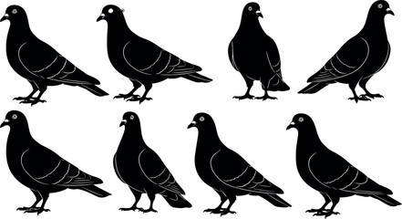 Set of black pigeon bird silhouettes in various flying and standing poses isolated on white background for wildlife vector design
