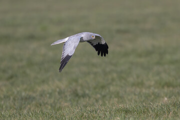 Hen harrier (Circus cyaneus), male