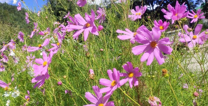 Cosmos is a genus, with the same common name of cosmos, consisting of flowering plants in the daisy family.