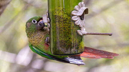 The enchanting beauty of the Maroon-bellied Parakeet in the wild.	