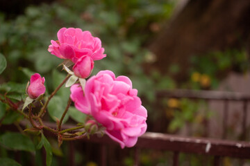 pink roses