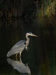 A majestic heron standing still in shallow water, its reflection visible on the calm surface, surrounded by soft natural light and reeds in the background.