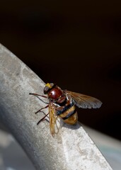 A detailed macro photo of a large hoverfly with golden-brown body and striped abdomen resting on a textured surface, captured in natural light with dark background contrast.