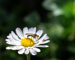 Obraz premium A close-up macro shot of a fly resting on a white daisy with a vibrant yellow center, surrounded by a blurred green background in natural sunlight.