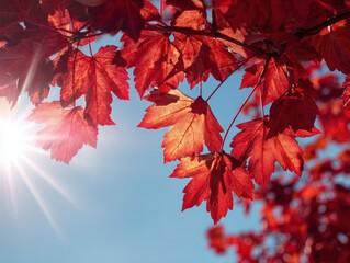 Vibrant Red Autumn Leaves Sun Flare Clear Blue Sky Bright Sunlight Backlit Foliage Fall Season Nature Beauty Serene Outdoor Scene Warm Seasonal Colors Sunny Day Botany Close-up