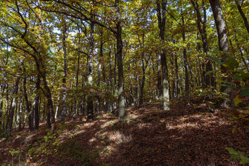 Obraz premium Forest autumn colorful landscape. Trees and paths with colorful leaves