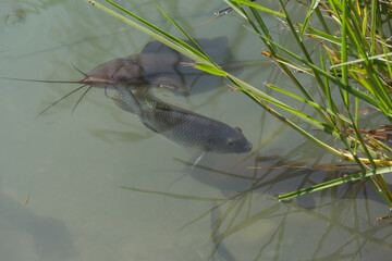Fish live in the wild near tourist routes