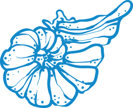 Elegant blue line art illustration of a seashell. Minimalistic marine design with smooth curves and dotted texture. Perfect for beach decor, nautical themes, logos, and summer prints.