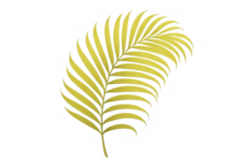 Yellow leafy palm frond creating tropical, exotic, and natural plant design element, isolated on transparent background