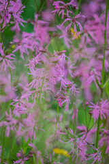 Ragged Robin blooms in a meadow; soft focus creates a dreamy, natural scene