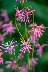 Pink ragged robin blooms stand tall on thin green stems, basking in summer light