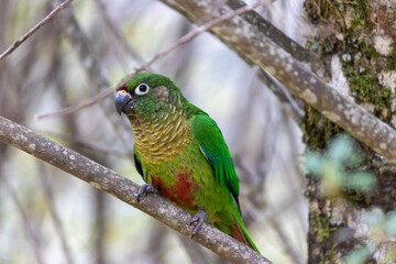 The enchanting beauty of the Maroon-bellied Parakeet in the wild.