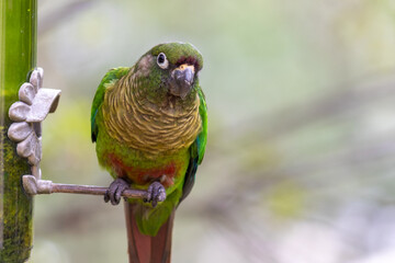 The enchanting beauty of the Maroon-bellied Parakeet in the wild.	
