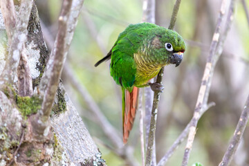 The enchanting beauty of the Maroon-bellied Parakeet in the wild.
