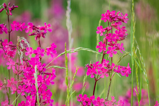 Bright pink catchfly flowers are growing in a field, surrounded by blades of green grass