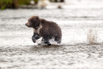 Alaskan brown bear cub wading in Brooks River in Katmai National Park