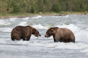 Two Alaskan browns bears face off searching for salmon in Naknek Lake.