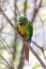 The enchanting beauty of the Maroon-bellied Parakeet in the wild.	