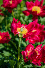 Bright red flowers bloom with bright yellow centers in a garden on a sunny afternoon