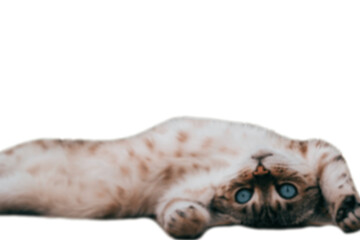 A cat lying upside down with blue eyes on white background, blur image of a playful domestic pet...